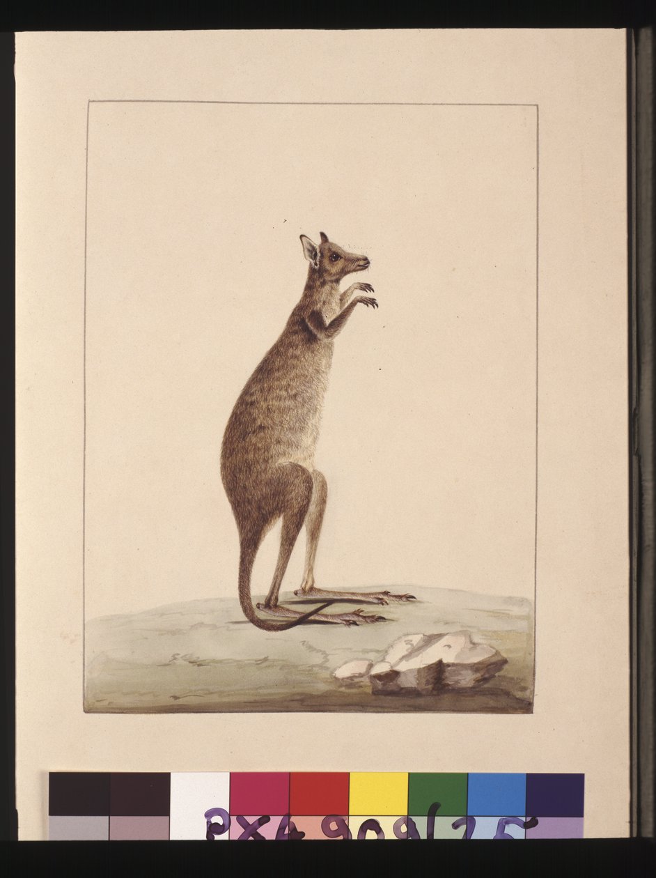Sivu 25. Kenguru. Tunnetaan nykyään kenguruna. Näyttää olevan Sarah Stonen kopio Charles Catton Junrista. levy, n. 1789-90 (akvarelli) tekijältä Sarah Stone