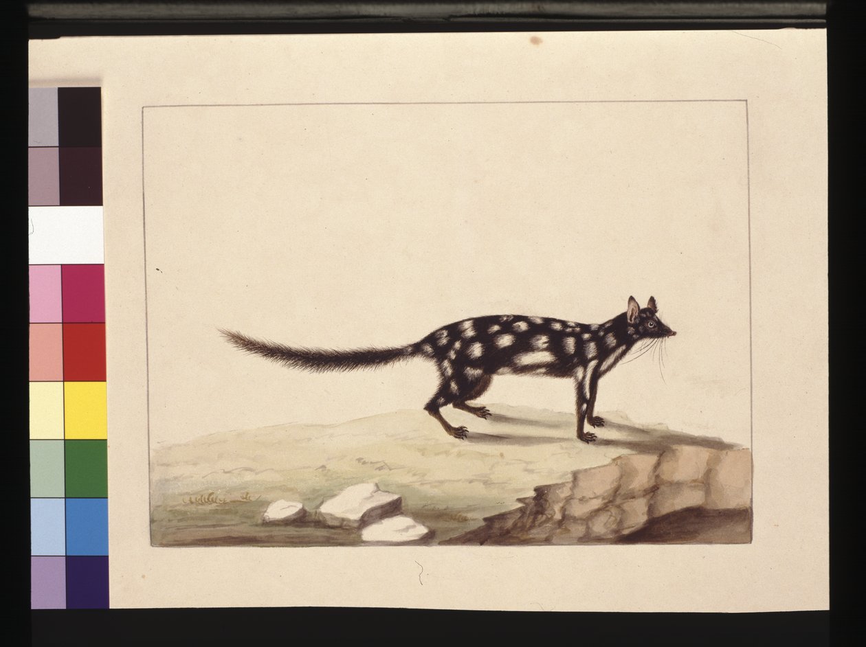 Sivu 28. Tapoa Tafa. Nyt tunnetaan nimellä Dasyurus quoll. Näyttää olevan Sarah Stonen kopio Charles Catton Junrista. levy, n. 1789-90 (akvarelli) tekijältä Sarah Stone