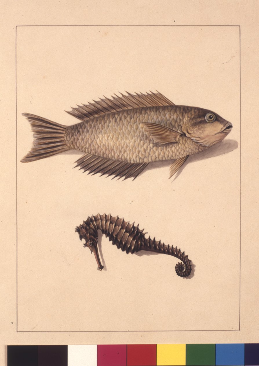 Sivu 2. Cyprinaceous Labrus ja Hippocampus. Tunnetaan nykyään nimellä Wrasse tai papukaija, kala ja merihevonen, n. 1789-1790 (akvarelli) tekijältä Sarah Stone