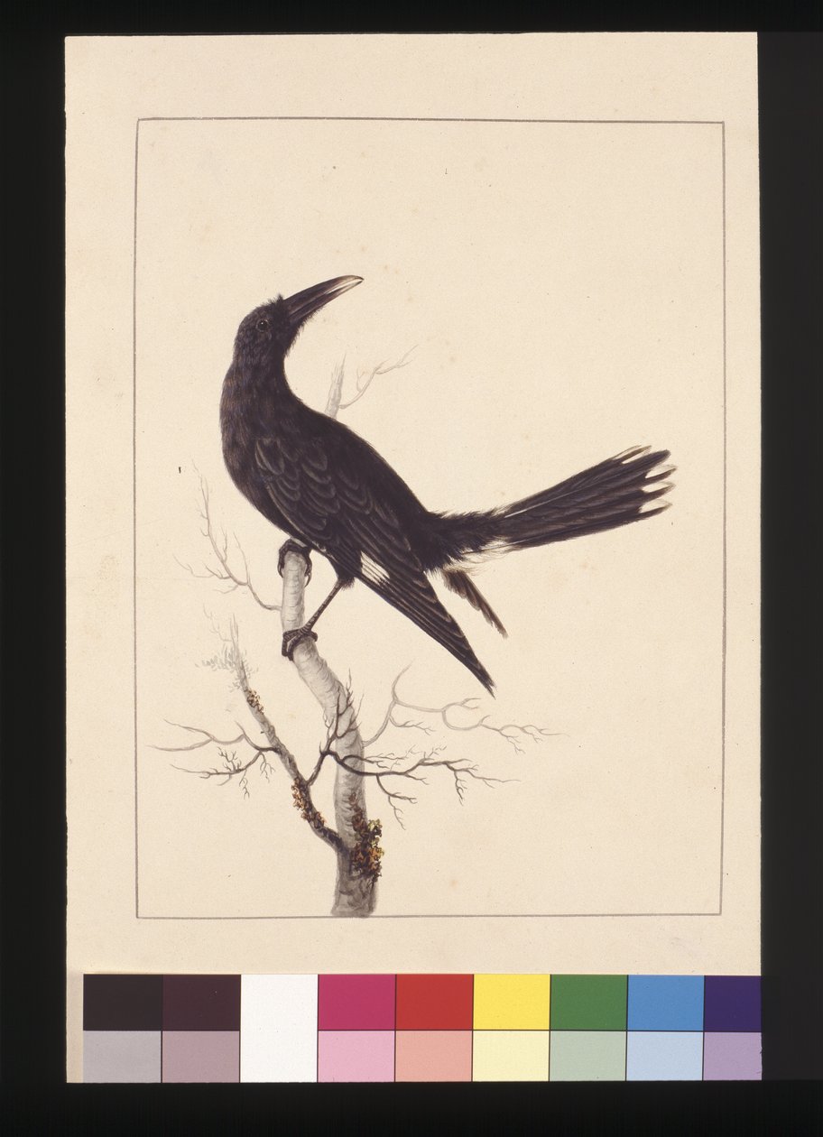 Sivu 30. Valkoinen, tuulettuva Crow. Tunnetaan nykyään nimellä Pied Currawong, n. 1789-1790 (akvarelli) tekijältä Sarah Stone