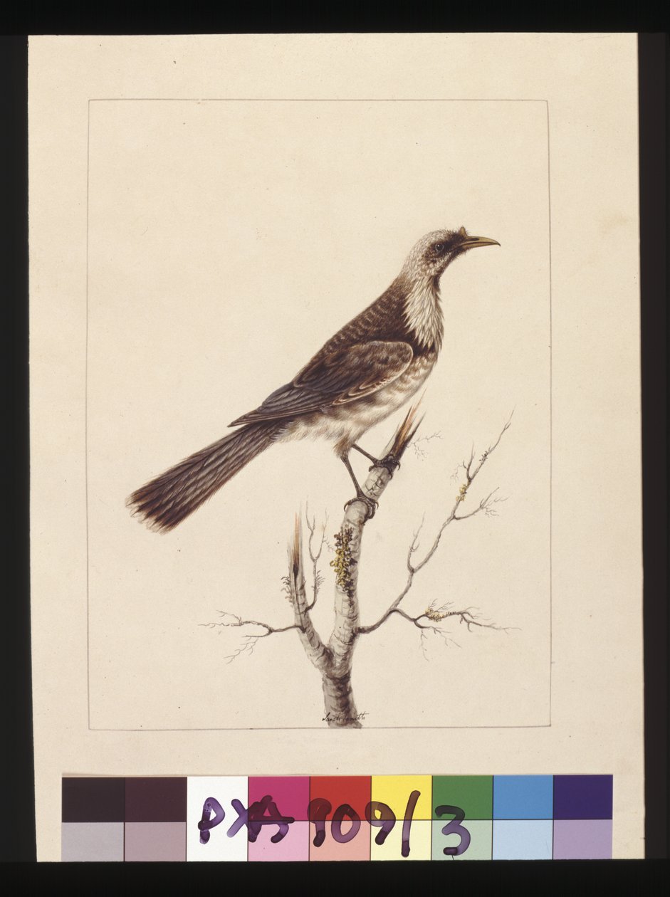 Sivu 3. Nuppi, Fronted Bee Eater: Signed l.c. Sarah Smith. Tunnetaan nykyään fraarilintuina, n. 1789-1790 (akvarelli) tekijältä Sarah Stone