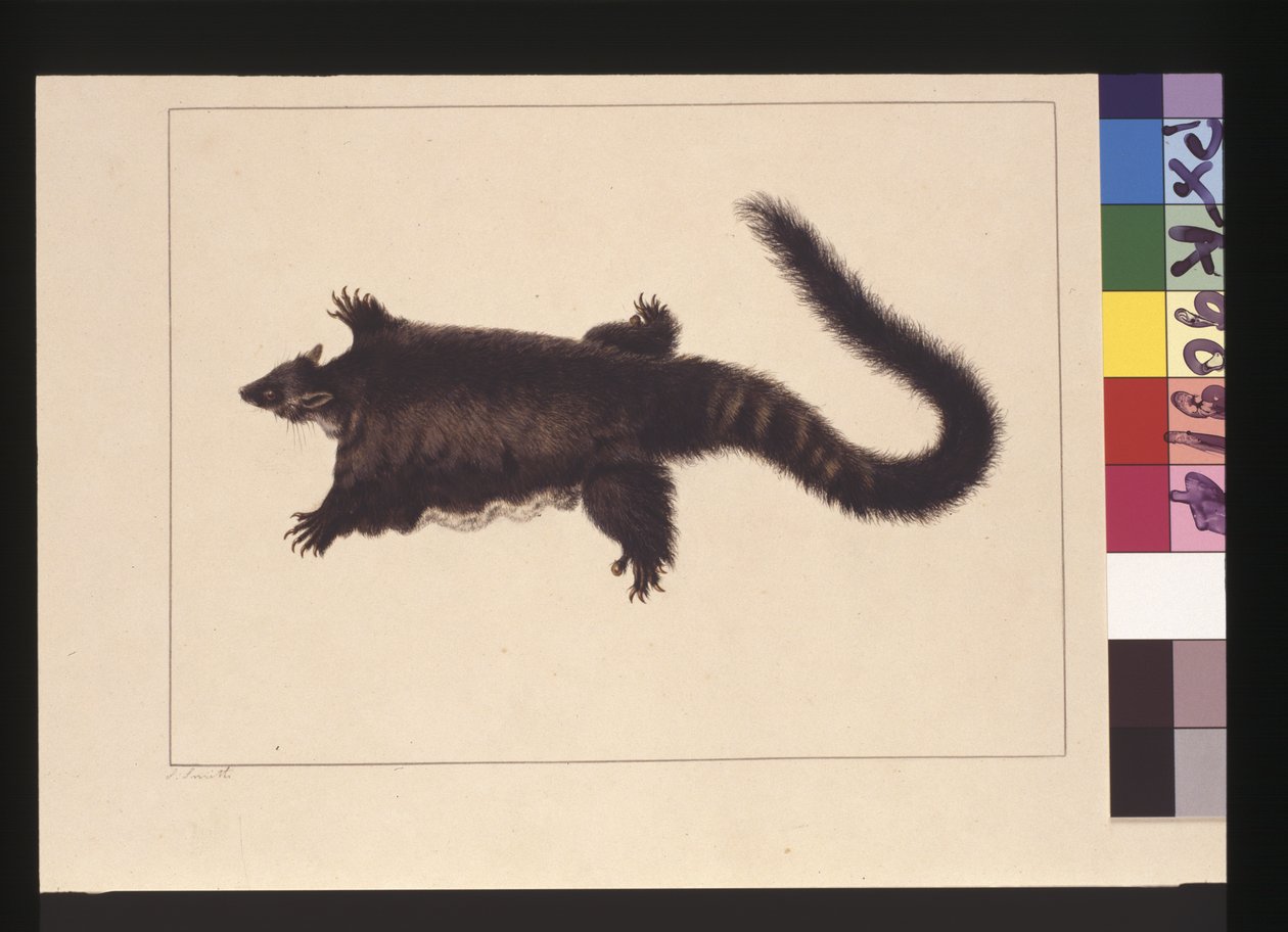 Sivu 4. Hepoona Roo: Allekirjoitettu l.l. ulkopuolinen runkolinja S. Smith. Nyt tunnetaan nimellä Greater glider possum, n. 1789-90 (akvarelli) tekijältä Sarah Stone