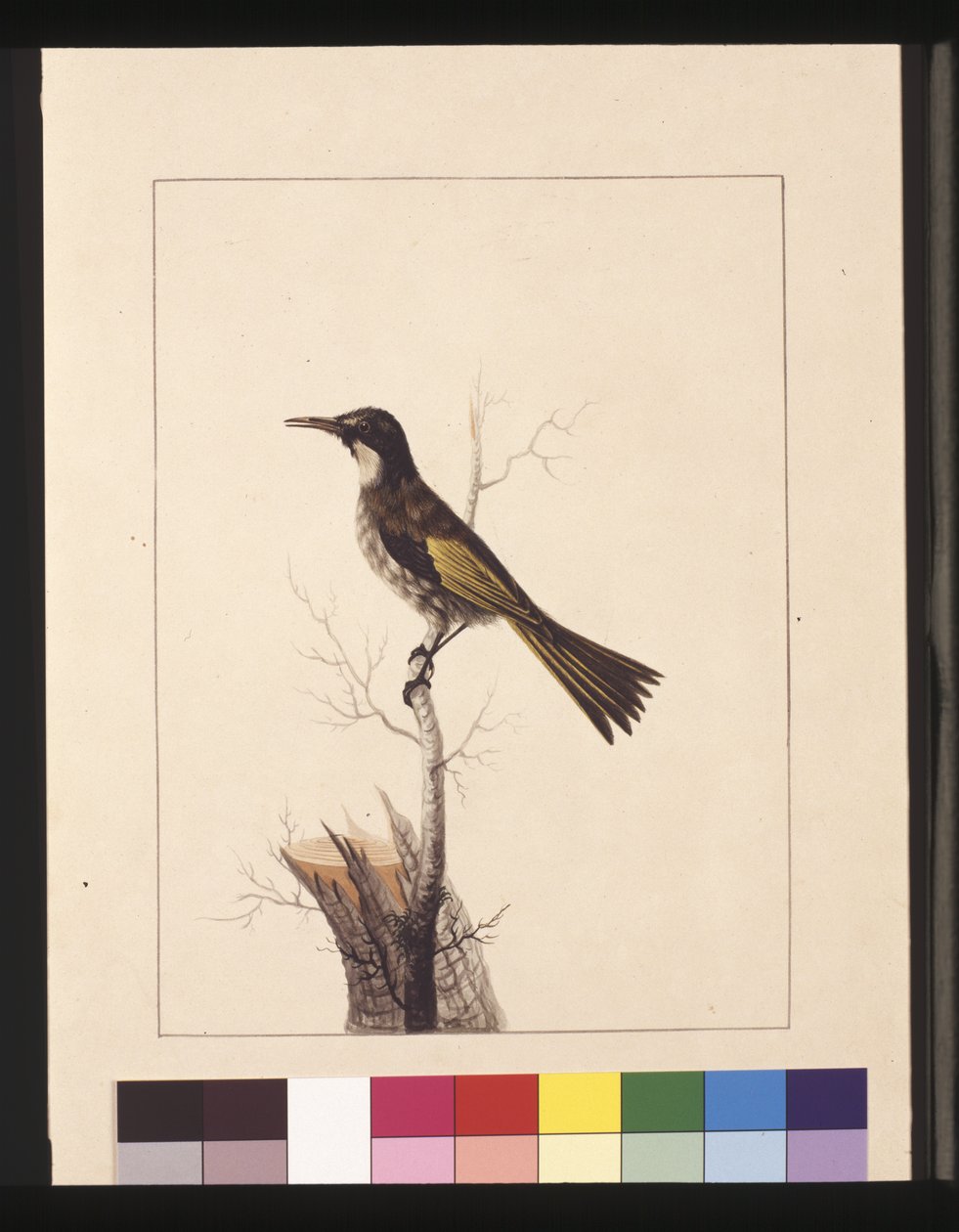 Sivu 5. New Holland Creeper. Tunnetaan nykyään valkoposkeisena hunajaa syöjänä, n. 1789-1790 (akvarelli) tekijältä Sarah Stone
