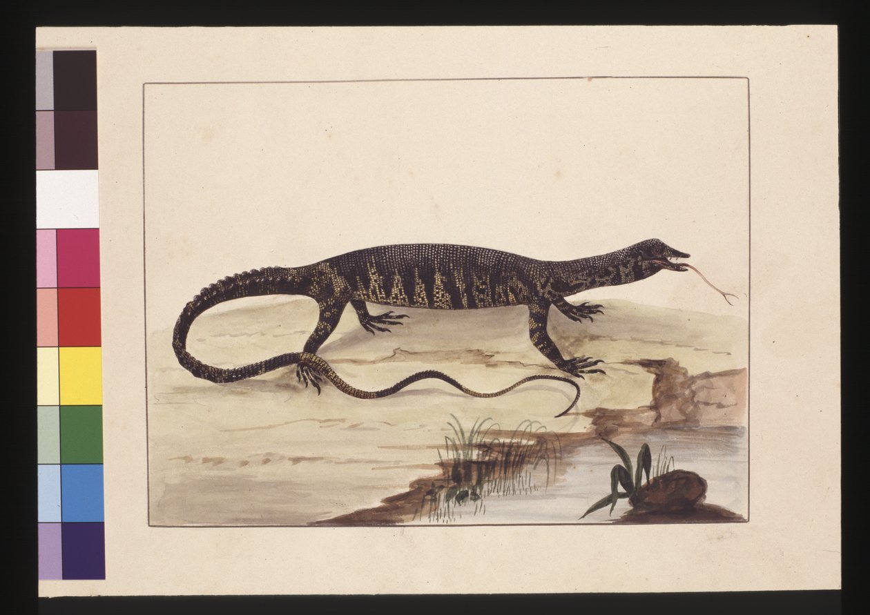 Sivu 6. Kirjava lisko. Tunnetaan nykyään nimellä Goanna, n. 1789-1790 (akvarelli) tekijältä Sarah Stone
