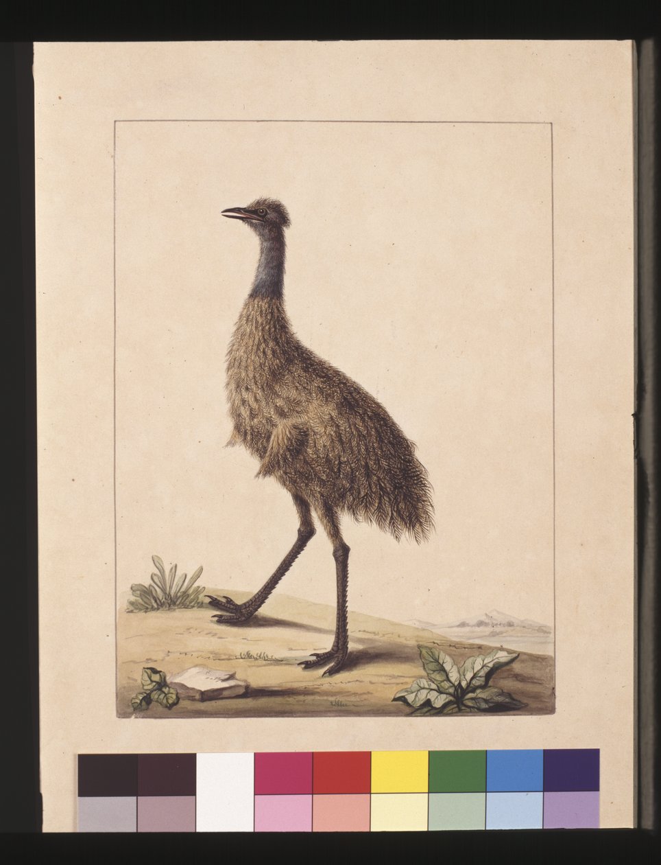 Sivu 7. New Holland Cassowary. Nyt tunnetaan nimellä Emu, n. 1789-1790 (akvarelli) tekijältä Sarah Stone