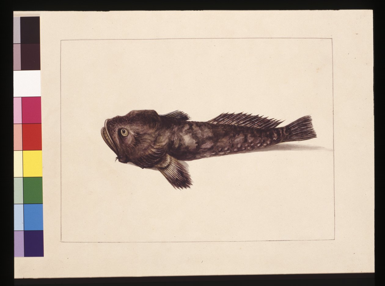 Sivu 8. Epäilevä Lophius. Tunnetaan nykyään sammakkokalana, n. 1789-1790 (akvarelli) tekijältä Sarah Stone
