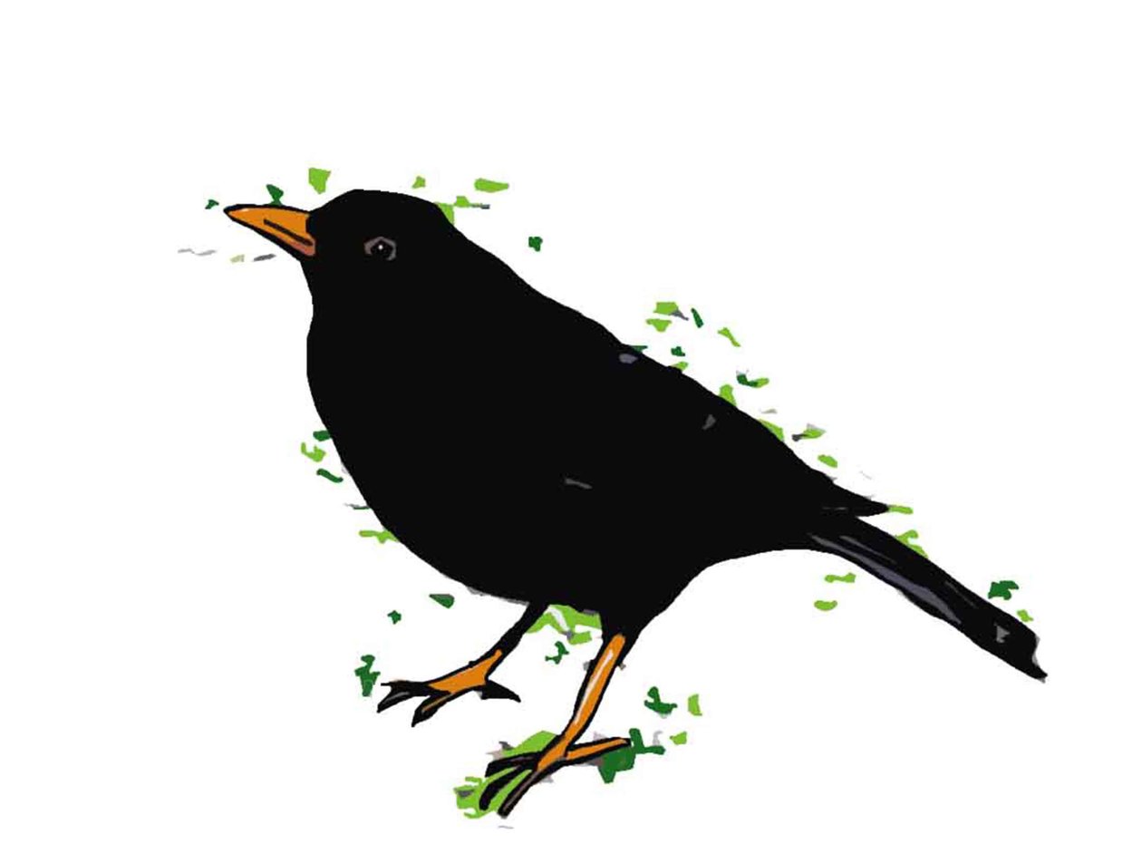 Blackbird, 2018, (digitaalinen piirustus) tekijältä Sarah Thompson Engels