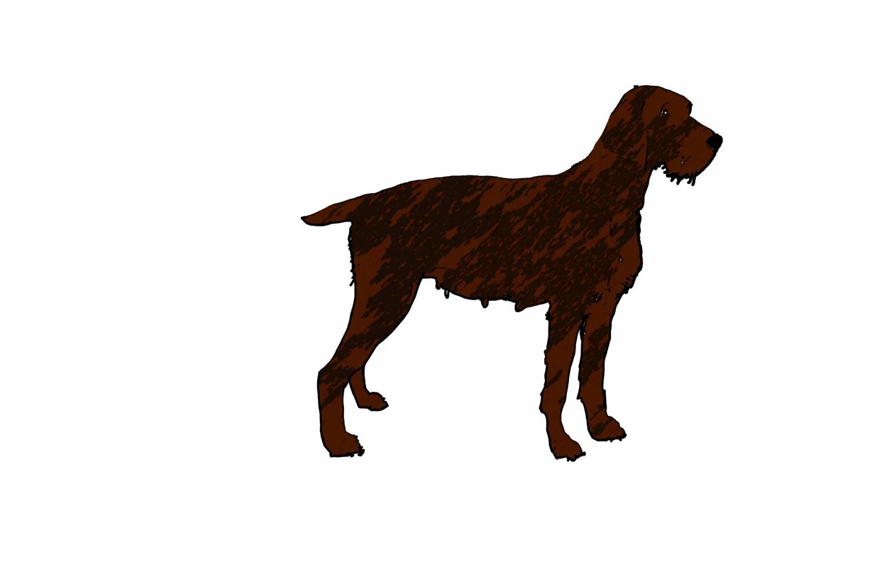 Koira, 2018, (digitaalinen piirustus) tekijältä Sarah Thompson Engels