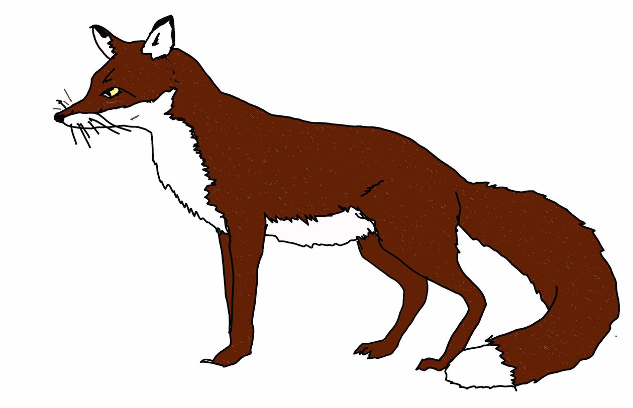 Fox, 2018, (digitaalinen piirustus) tekijältä Sarah Thompson Engels