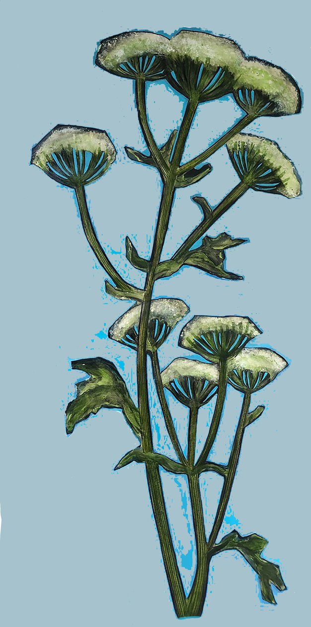 Hogweed 2020 (akryylia aluksella) tekijältä Sarah Thompson Engels