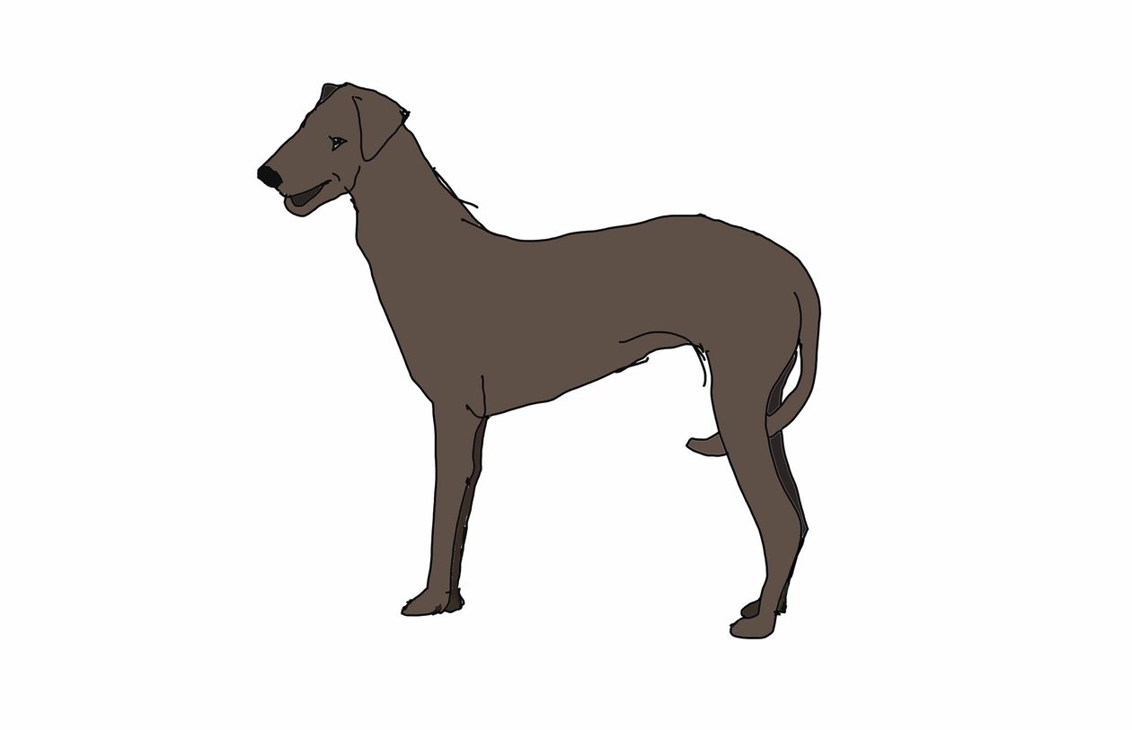 Koira, 2018, (digitaalinen piirustus) tekijältä Sarah Thompson Engels