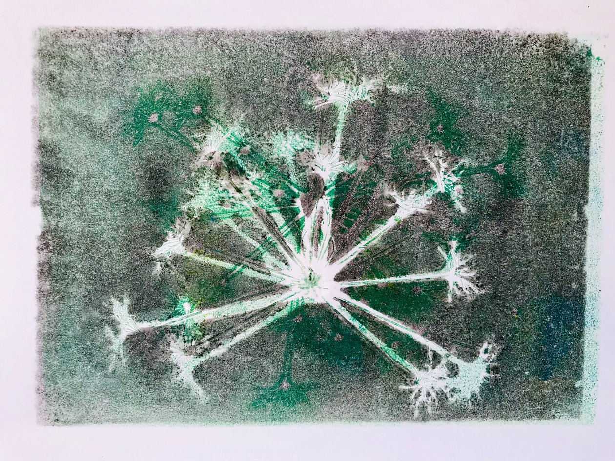 Seedhead I, 2020, (monoprintti) tekijältä Sarah Thompson Engels