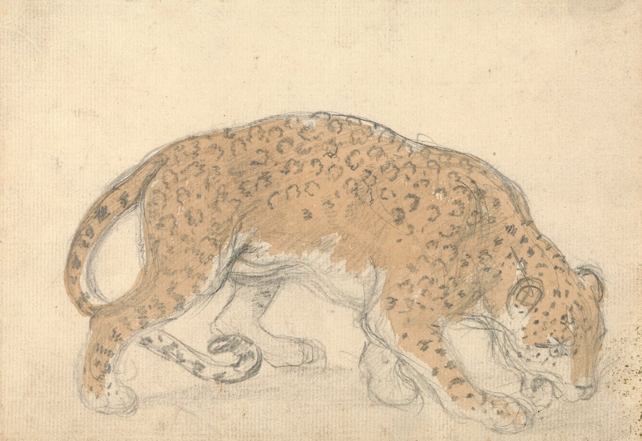 Leopardin tutkimus tekijältä Sawrey Gilpin