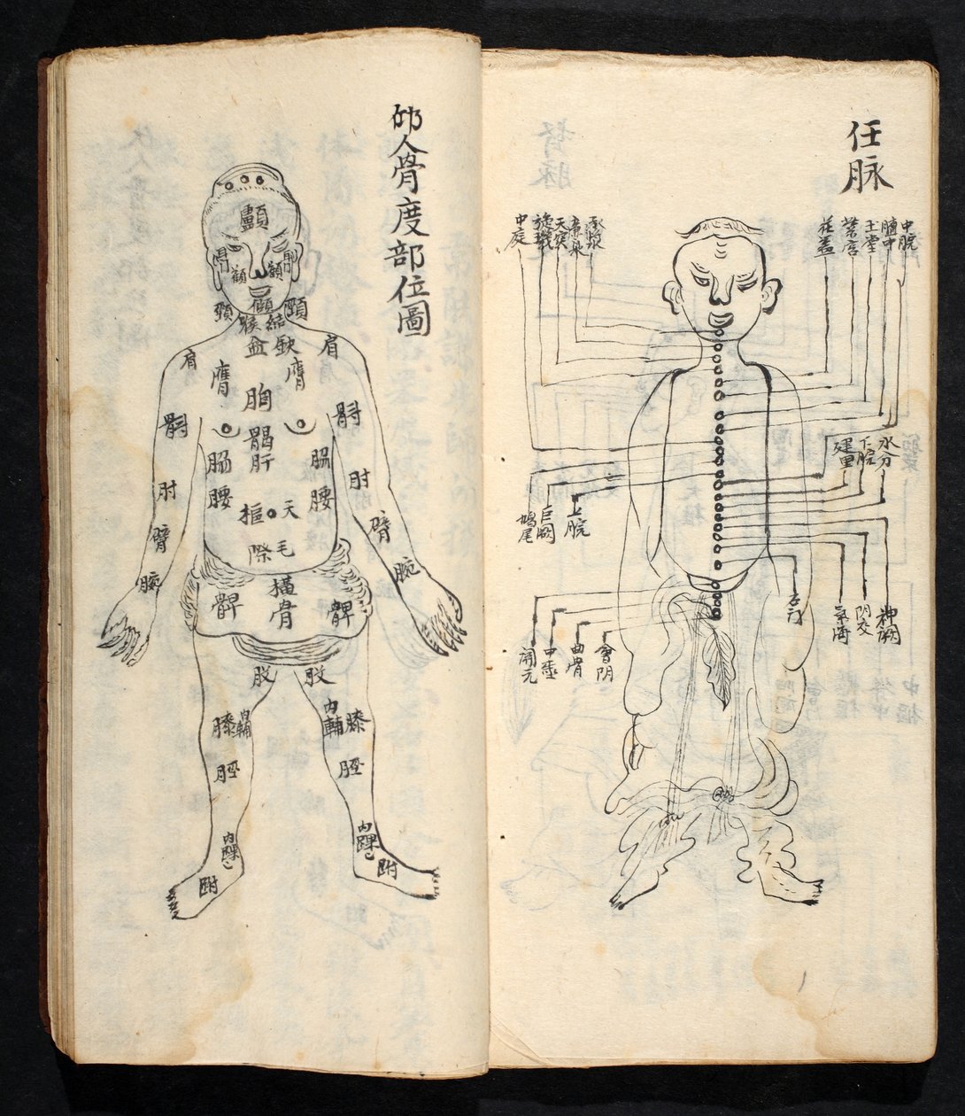Akupunktiopisteet pitkin kehon keskilinjaa, Jing Guan Qi Zhi, "Akupunktiopisteiden ja -kanavien alku ja loppu", pub. Etelä-Kiina, 1700-luvun alku (muste paperille) tekijältä School Chinese