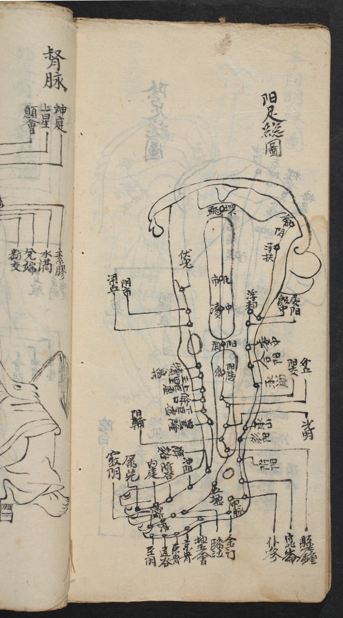 Akupunktiopisteet jalassa, Jing Guan Qi Zhi, "Akupunktiopisteiden ja -kanavien alku ja loppu", pub. Etelä-Kiina, 1700-luvun alku (muste paperille) tekijältä School Chinese