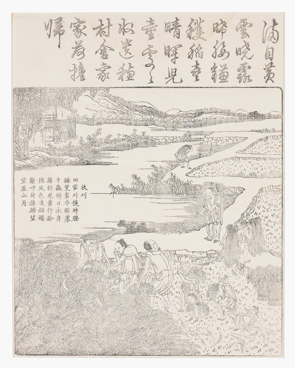 Riisin sadonkorjuu tekijältä School Chinese