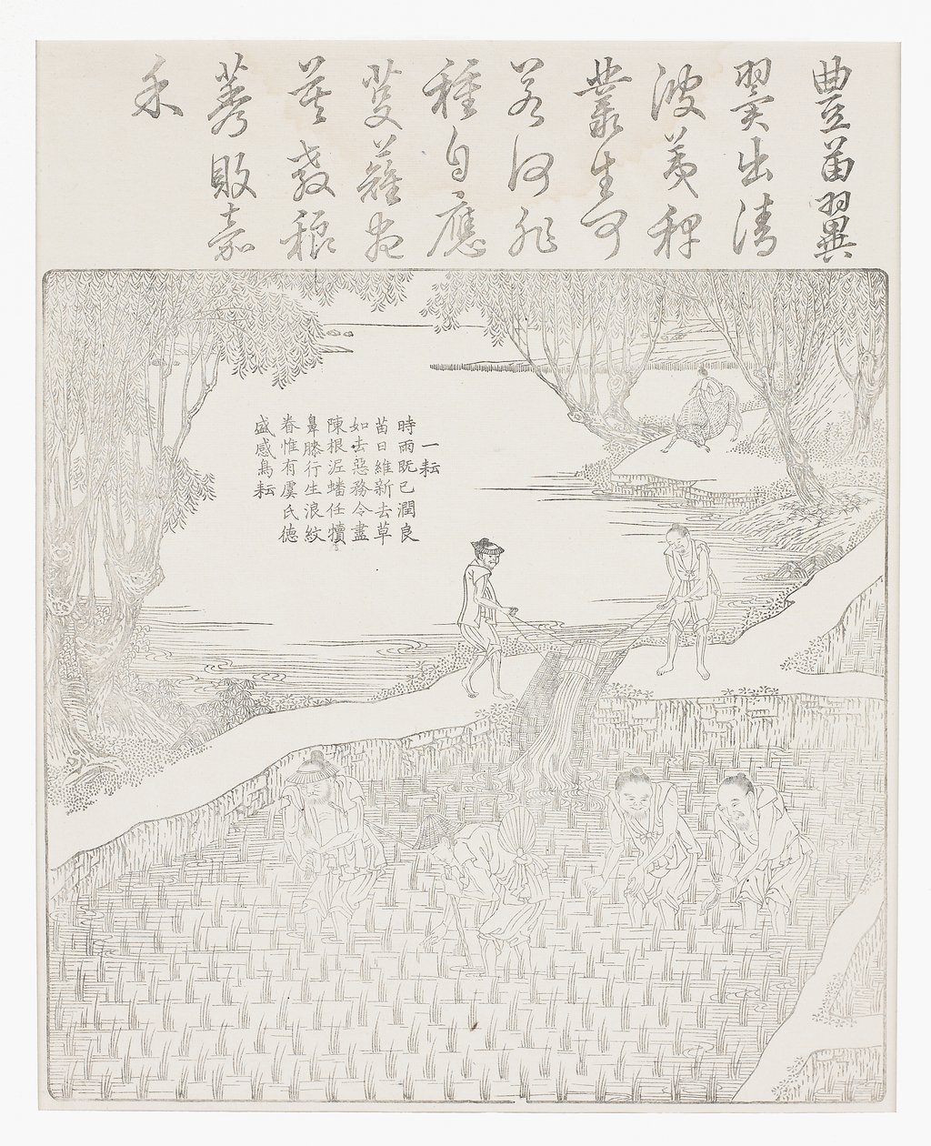 Riisin kastelu tekijältä School Chinese