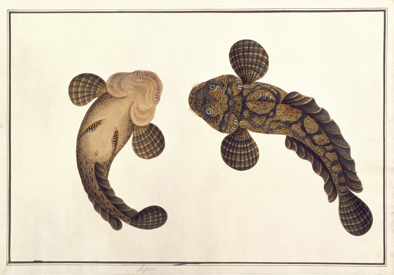 Lepoo, teoksesta "Drawings of Animals, Insects and Reptiles from Malacca", n. 1805-1818 (guassi ja akvarelli paperille) tekijältä School Chinese
