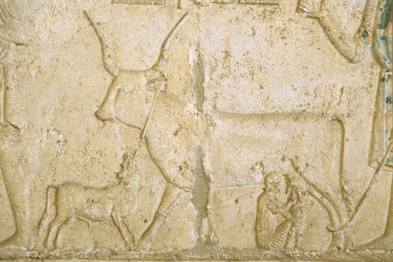 Muinainen Egypti, seinäkaiverrus, Petosiriksen hauta, Tuna el Gebel, 300 eKr., Lypsävä lehmä (kuva) tekijältä School Egyptian