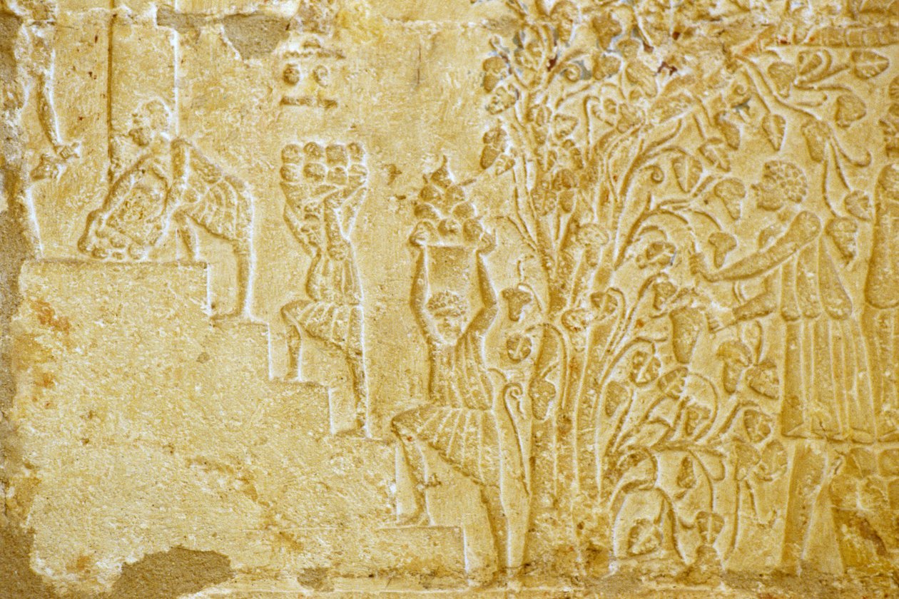 Muinainen Egypti, seinäkaiverrus, Petosiriksen hauta, Tuna el Gebel, 300 eKr., Viinirypäleiden kantaminen viinipuristimeen (kuva) tekijältä School Egyptian