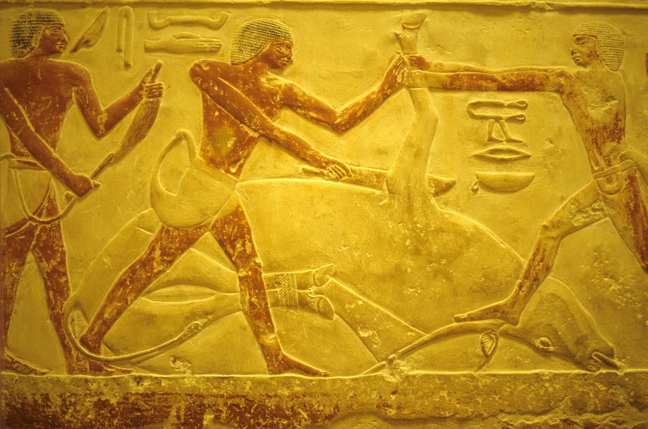 Muinainen Egypti, Seinien kaiverrus/maalaus, Mastaba/Idoutin hauta, Saqqara, 2323-2150 eKr., Härkä teurastettu uhrausta varten (kuva) tekijältä School Egyptian