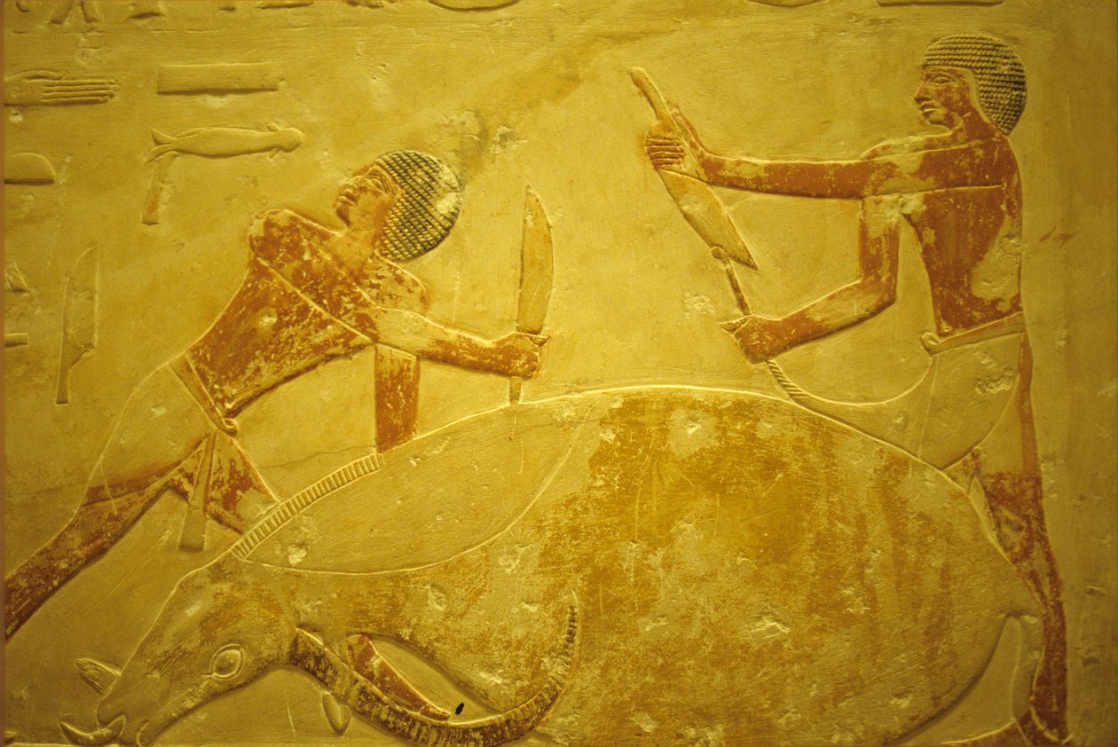 Muinainen Egypti, Seinien kaiverrus/maalaus, Mastaba/Idoutin hauta, Saqqara, 2323-2150 eKr., Härkä teurastettu uhrausta varten (kuva) tekijältä School Egyptian