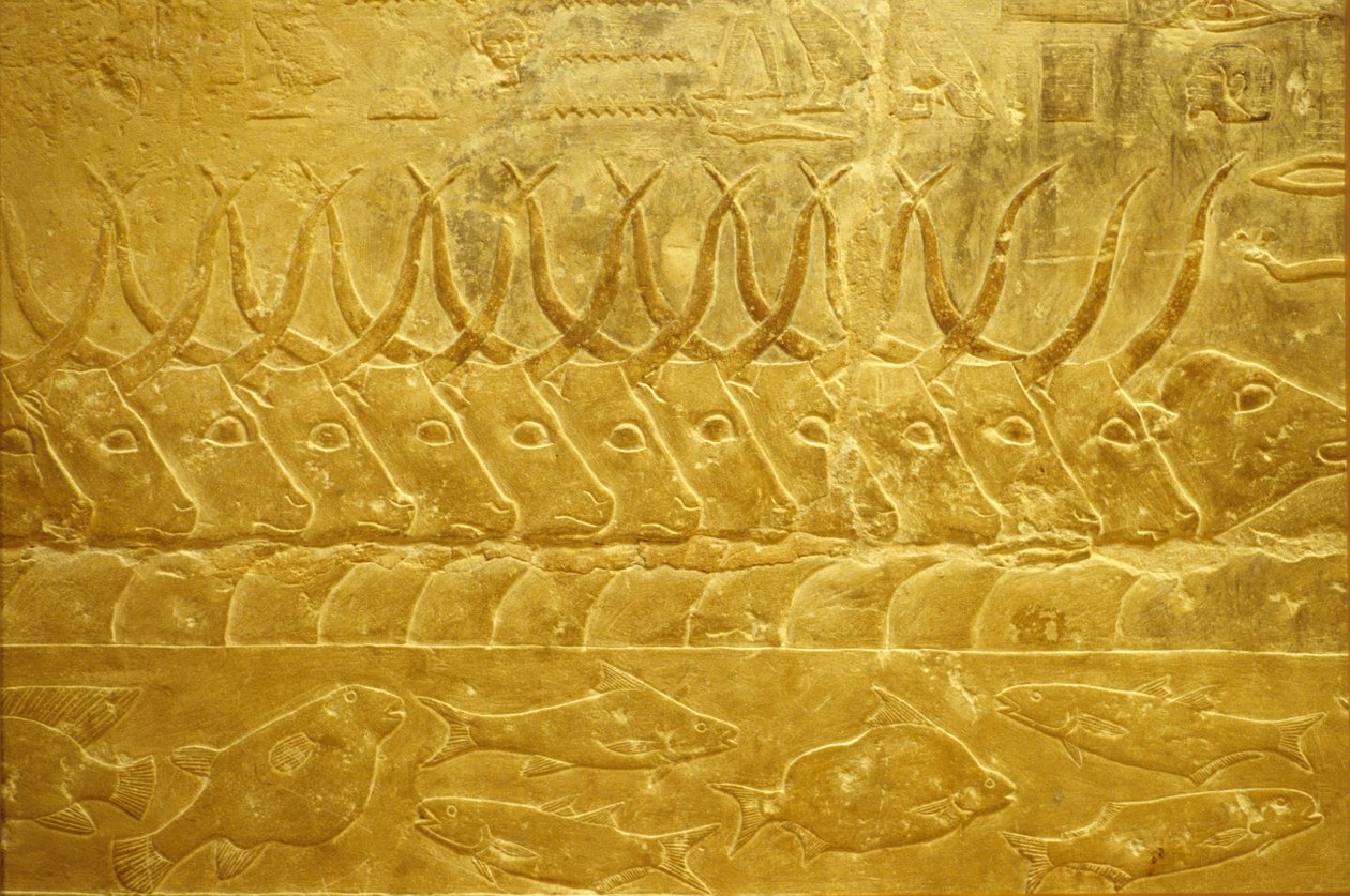Muinainen Egypti, seinäkaiverrukset/maalaukset, Mastaba/Tomb of Idout, Saqqara, 2323-2150 eKr., Karja joen varrella (kuva) tekijältä School Egyptian