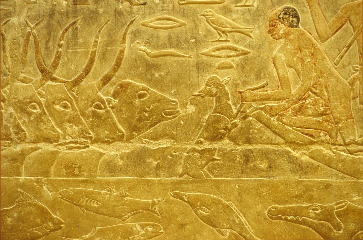 Muinainen Egypti, Seinään kaiverrettu/maalaus, Mastaba/Tomb of Idout, Saqqara, 6. dynastia, Karja ylittää joen, Mies auttaa vasikkaa joen yli, Äiti katselee (kuva) tekijältä School Egyptian