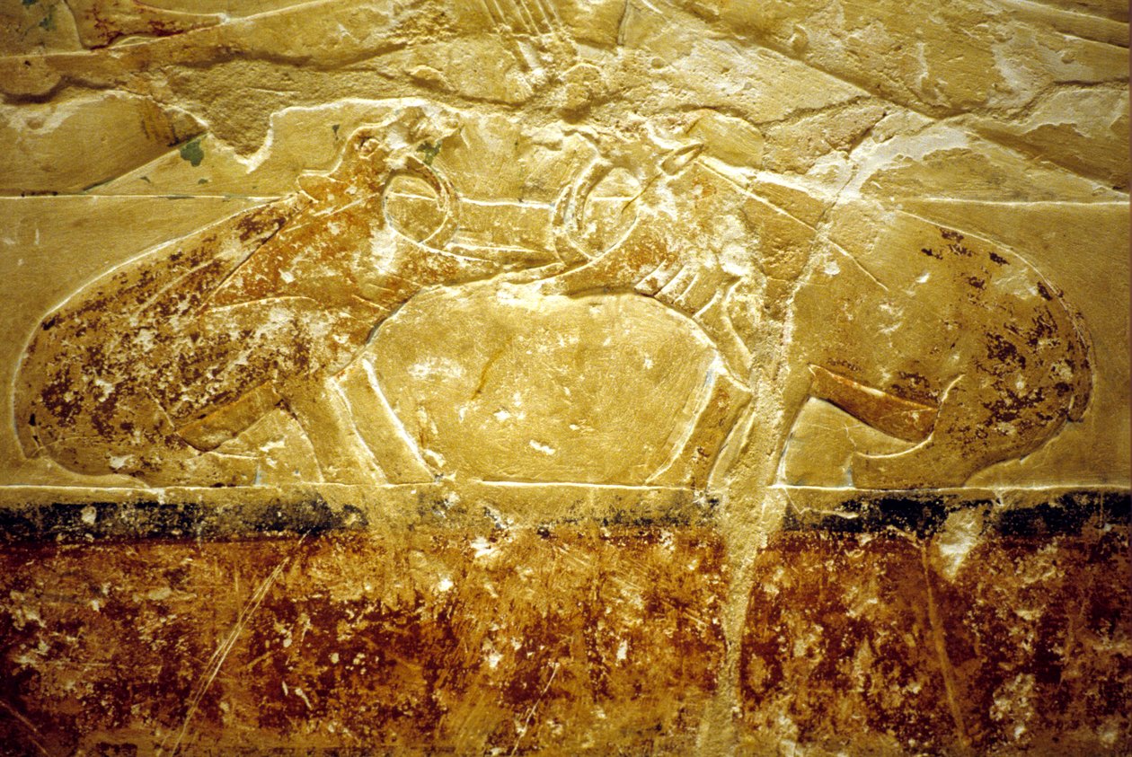 Muinainen Egypti, seinäkaiverrukset/maalaukset, Mastaba/Tomb of Idout, Saqqara, 6. dynastia, Kaksi virtahepoa taistelemassa (kuva) tekijältä School Egyptian