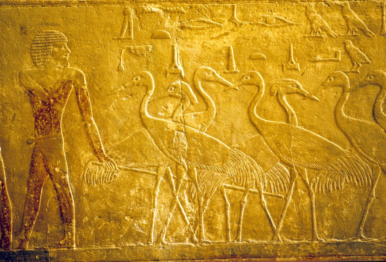 Muinainen Egypti, seinäkaiverrukset/maalaukset, Mastaba/Ti:n hauta, Saqqara, 5. dynastia, Maanviljelijä johtaa kesyjä kurkia (kuva) tekijältä School Egyptian