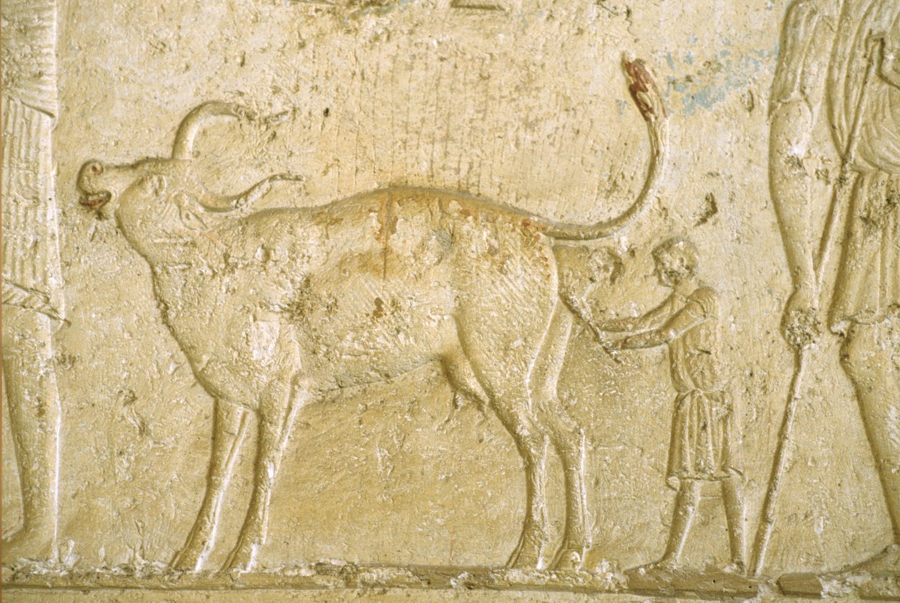 Muinainen Egypti, Seinien kaiverrus/maalaus, Petosiris-hauta, Tuna Gabel, Tuna el Gebel, 300 eKr., Autamme lehmää synnyttämään (kuva) tekijältä School Egyptian