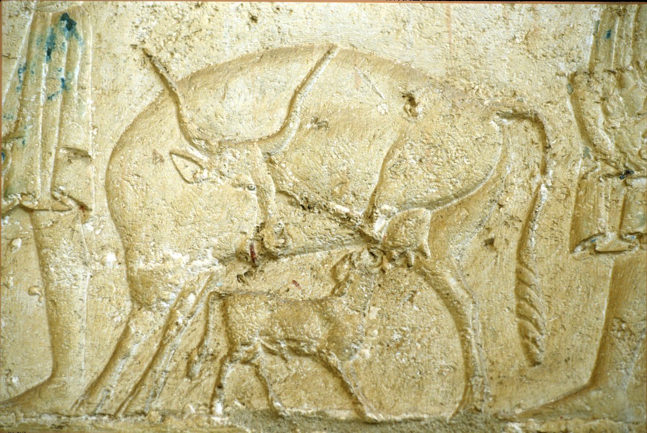 Muinainen Egypti, seinäkaiverrukset/maalaukset, Petosiriksen hauta, Tuna Gabel, Tuna el Gebel, 300 eKr., Vasikka yrittää imettää (kuva) tekijältä School Egyptian