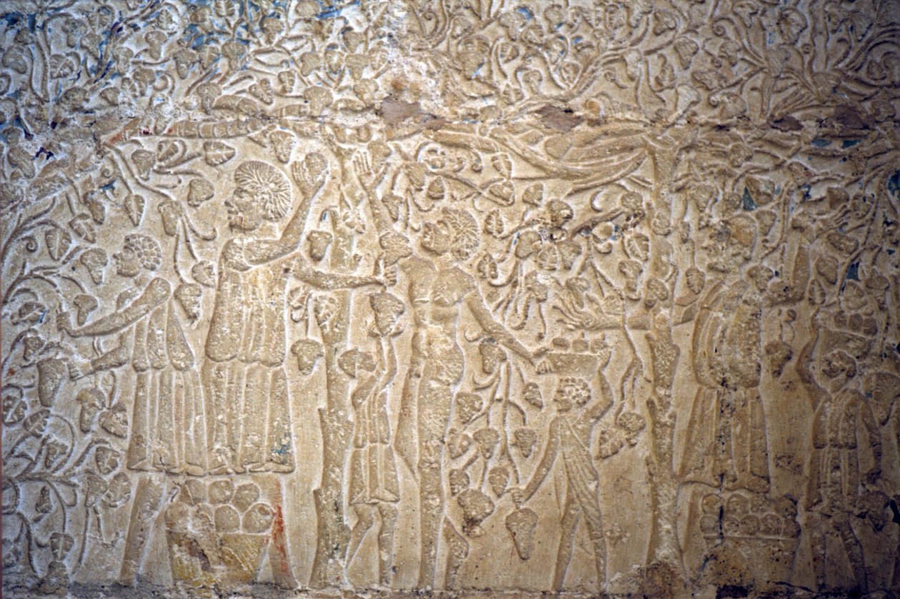 Muinainen Egypti, Seinäkaiverrukset/maalaukset, , Petosiriksen hauta, Tuna el Gebel, 300 eKr., Viinirypäleiden poiminta viinin valmistusta varten (kuva) tekijältä School Egyptian