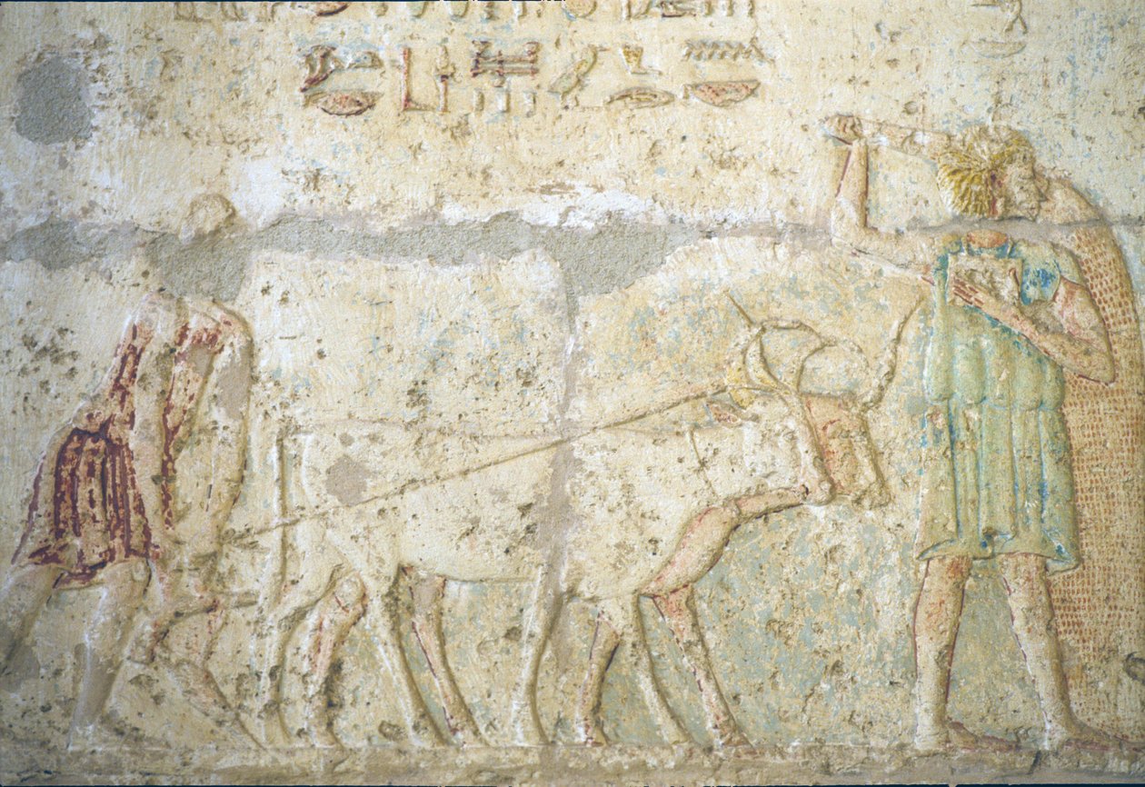 Muinainen Egypti, seinäkaiverrukset/maalaukset, Petosiriksen hauta, Tuna el Gebel, 300 eKr., Kyntö ja kylvö (kuva) tekijältä School Egyptian
