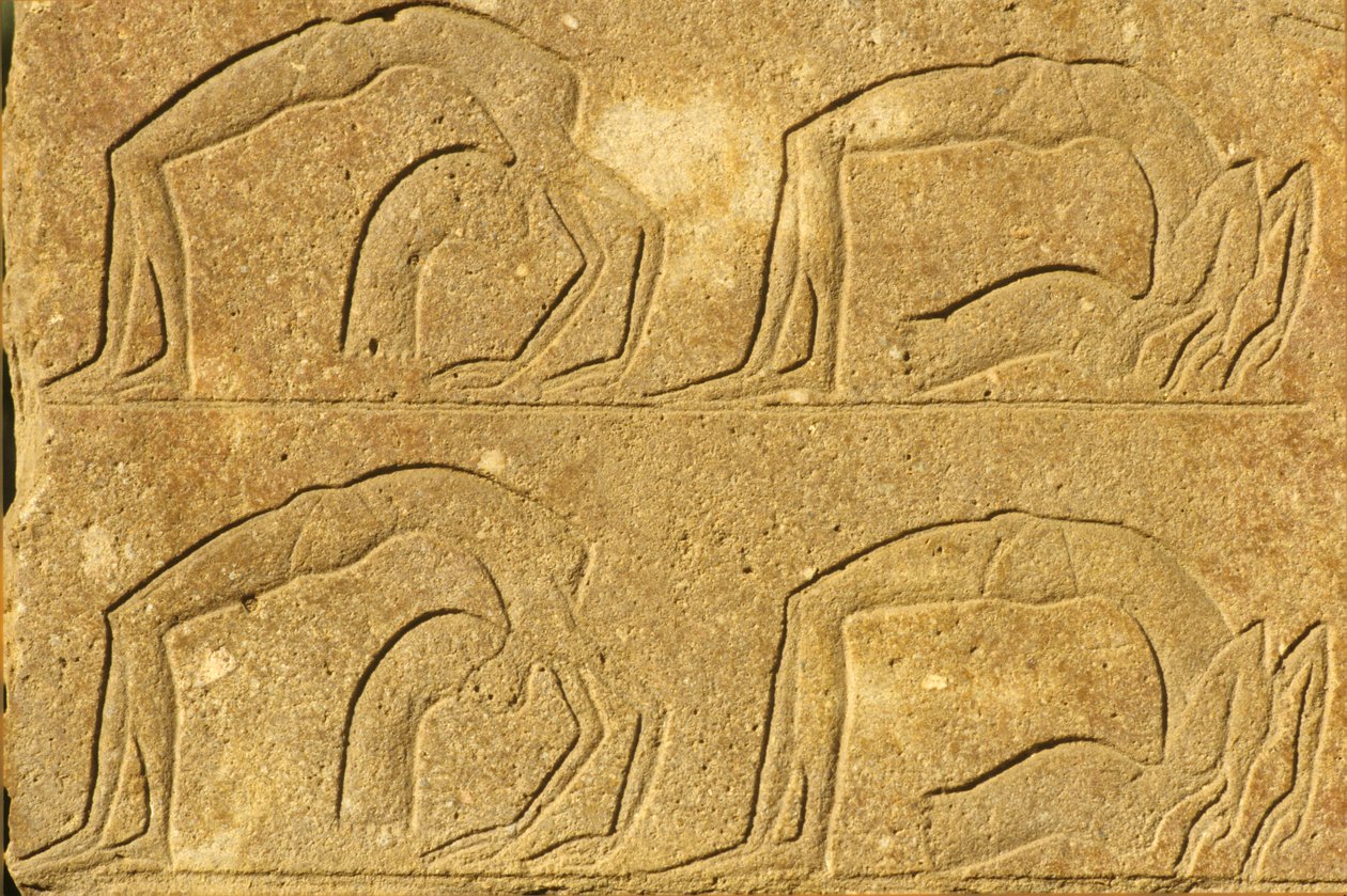 Muinainen Egypti, seinämaalaus/kaiverrus, Naisakrobaatit esiintymässä, Karnakin temppeli, Luxor (kuva) tekijältä School Egyptian