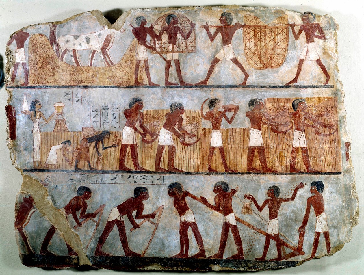 Egyptiläinen antiikki: seinämaalaus Ounsoun Theban-haudasta: peltojen työ: kyntö, istutus, sadonkorjuu, lyhteiden kantaminen, jyvien istuttaminen ja riisuminen. Reg of Thutmosis (Tuthmosis tai Thutmus) III tekijältä School Egyptian