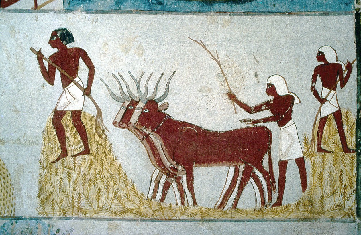 Luxor, Thebes: Nakhtin hauta. Maanviljelyskohtaus. Aatelisten laakso. tekijältä School Egyptian