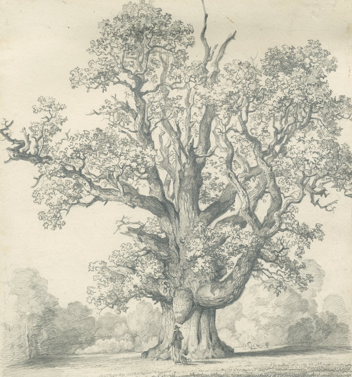 Needwood - Swilcar Oak: lyijykynäpiirros, nd [?1800-luku] (piirustus) tekijältä School English