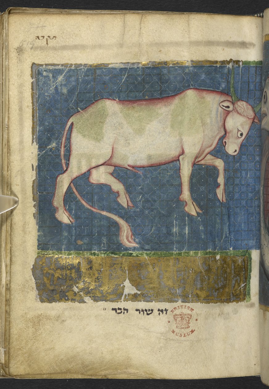 Lisää MS 11639 f.519t Härkä Raamatun ja muiden tekstien Miscellanysta ("The Northern French Miscellany" tai aikaisempi "The British Museum Miscellany"y tekijältä School French