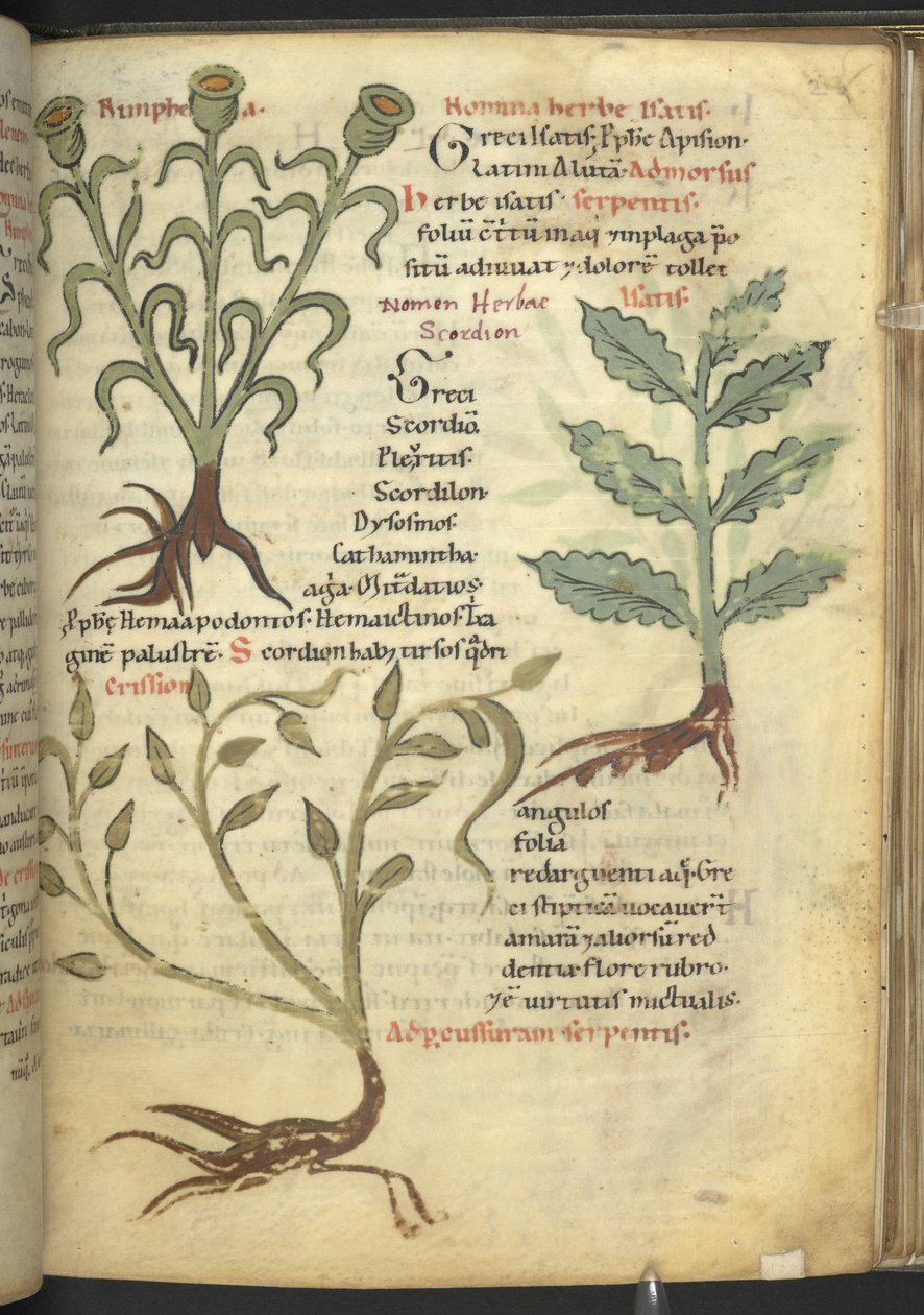 Harley 4986 f.23 Nymphia; Isatis; Crision, nimikkeestä "De medicaminibus herbarum liber (A herbal)" Pseudo-Apuleius Platonicus, tekijältä School German