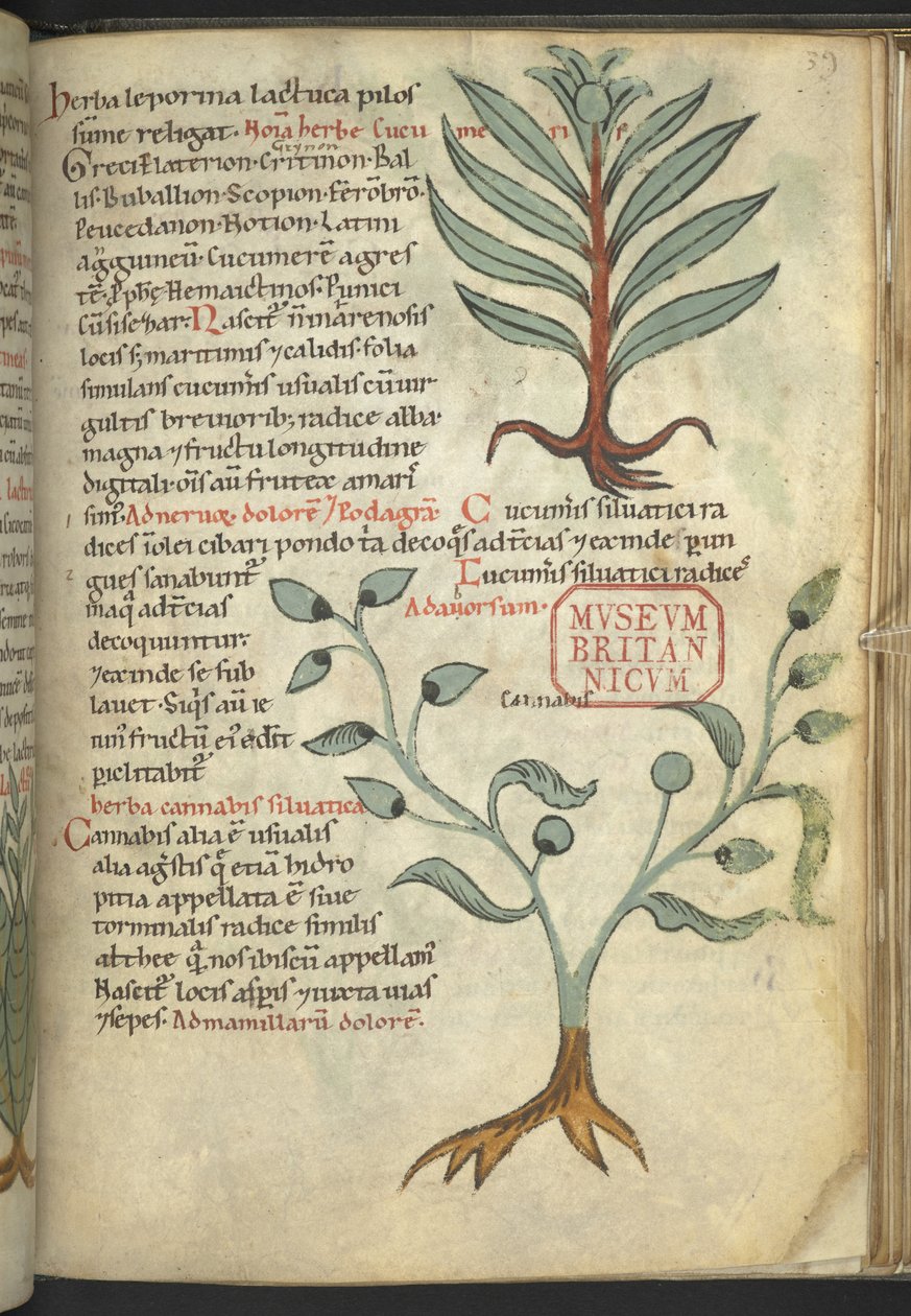 aHarley 4986, f.39 Kurkku; Kannabis, "The Book of Herbal Medicines" (Yrtti) (muste ja väri kankaalle) tekijältä School German