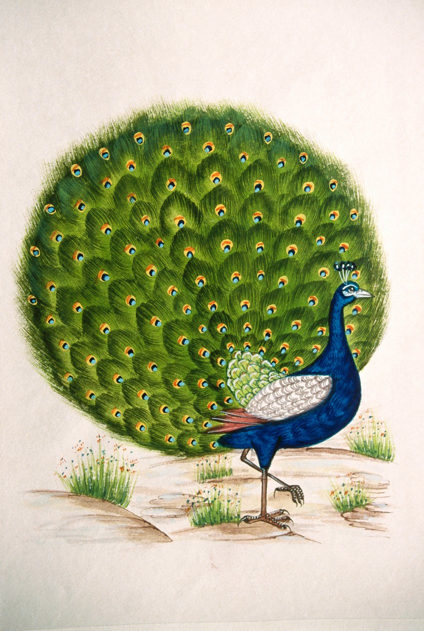 Miniatyyri maalaus silkki Peacock tekijältä School Indian