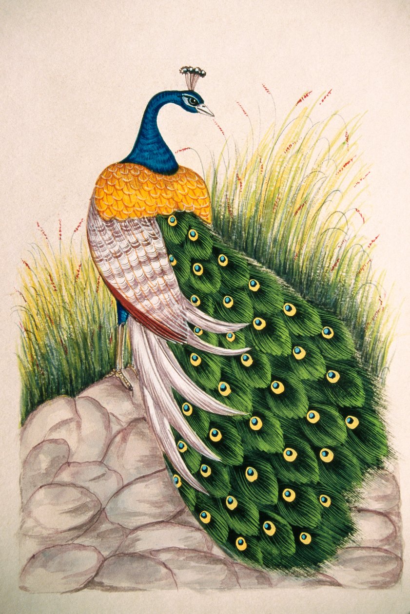 Miniatyyri maalaus silkki Peacock tekijältä School Indian