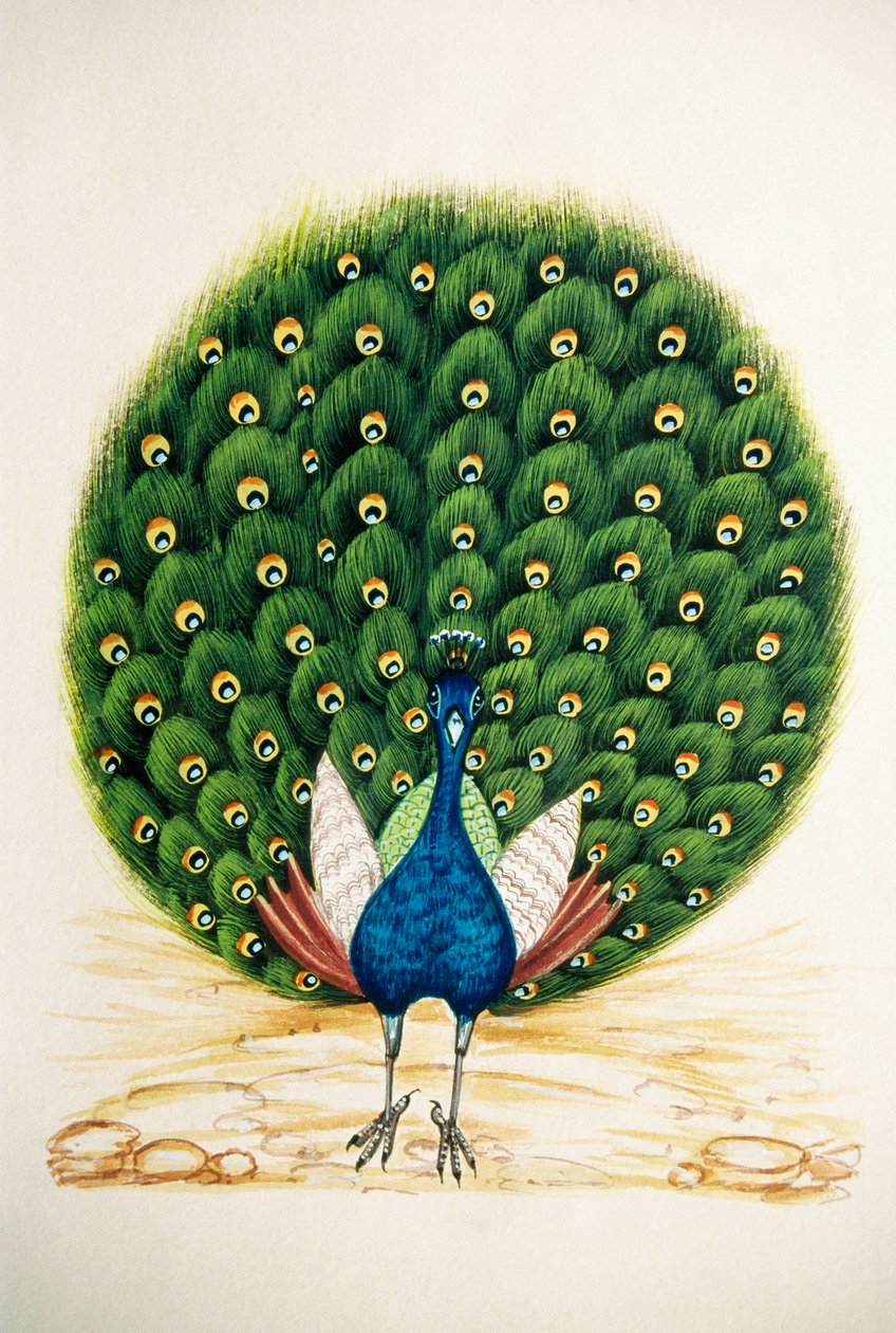 Miniatyyri maalaus silkki Peacock tekijältä School Indian