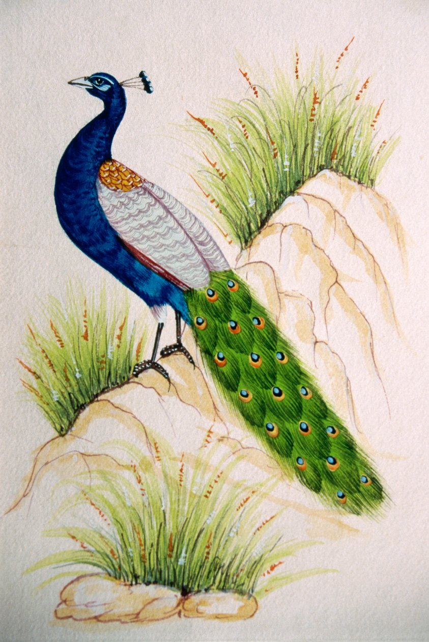 Miniatyyri maalaus silkki Peacock tekijältä School Indian