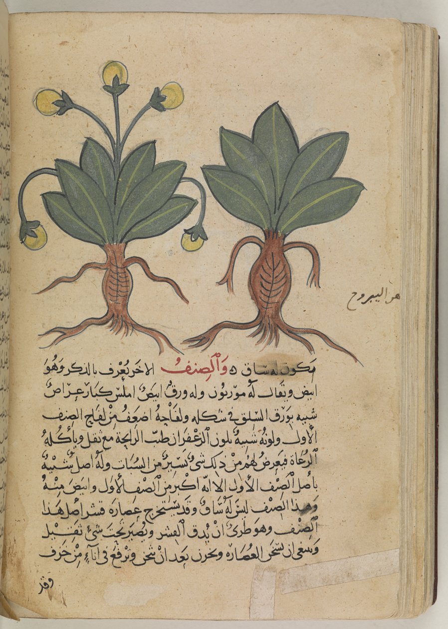Tai 3366 f.144v Uros- ja naarasmandrake Pedanius Dioscoridesin teoksesta "Kitab Disquridis" vuonna 735 tekijältä School Iraqi