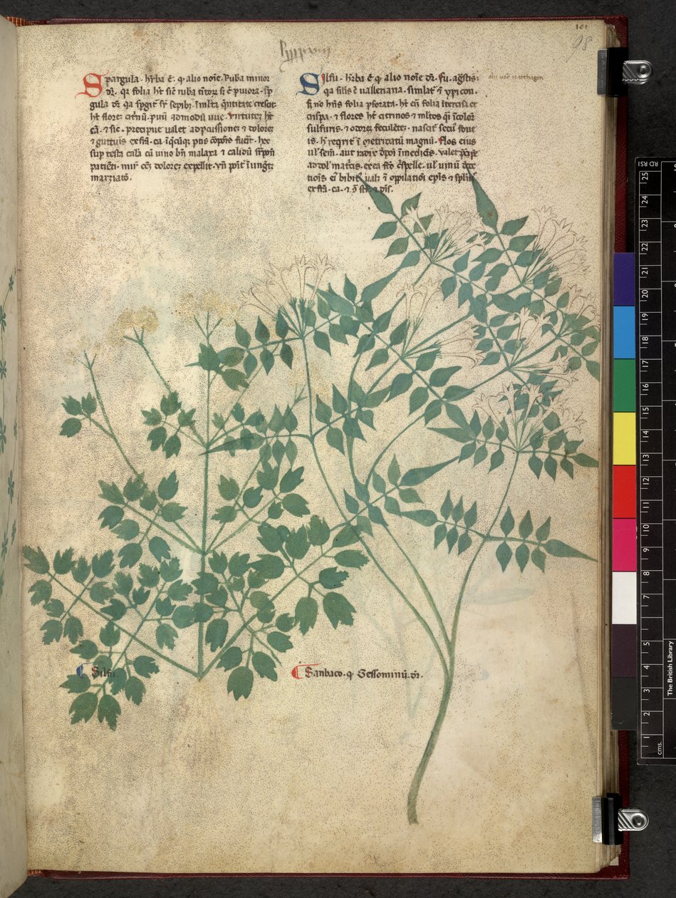 Egerton 747 Spargula and Self, Tractatus de herbis (Herbal) n. 1280-1310 (muste ja väri vellum) tekijältä School Italian