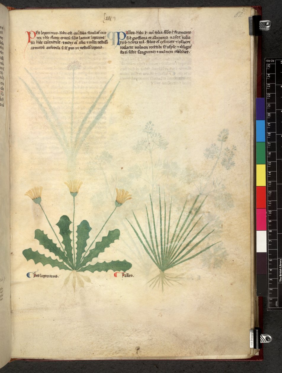 Egerton 747 Tractatus de herbis (Herbal) n. 1280-1310 (muste ja väri tarranauhalla) tekijältä School Italian