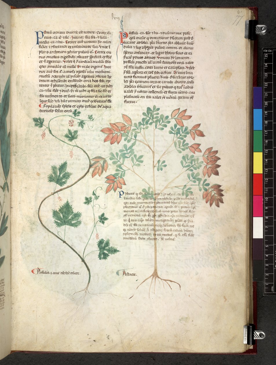 Egerton 747 Tractatus de herbis (Herbal) n. 1280-1310 (muste ja väri tarranauhalla) tekijältä School Italian