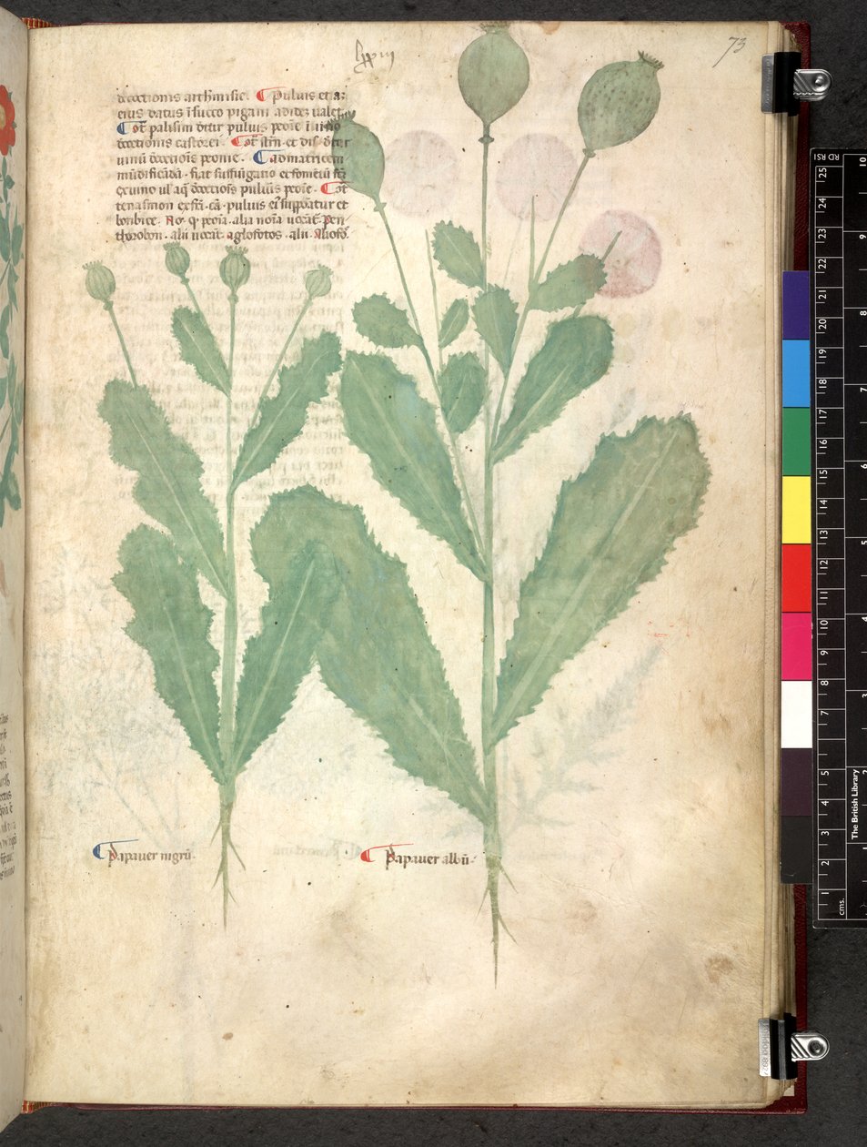 Egerton 747 Tractatus de herbis (Herbal) n. 1280-1310 (muste ja väri tarranauhalla) tekijältä School Italian